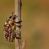 Chroust mlynarik - Polyphylla fullo 8221
